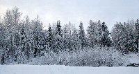 Замерзший лес