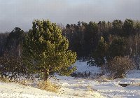 Tree on an Angara beach