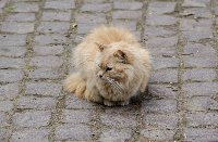 Кошка