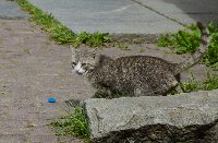 Кот