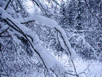 Снежные лапы