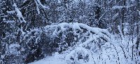 Снежный лес