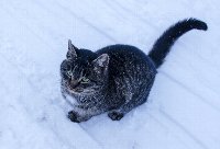 Котик