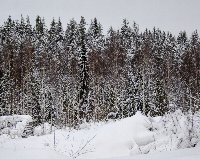 Лес у Белых Мостов