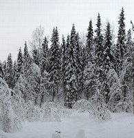 Заснеженный лес