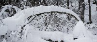 Арка в заснеженном лесу