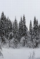 Заснеженный лес
