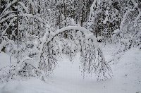 Еще одна заснеженная арка