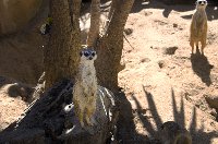 Suricata watcher