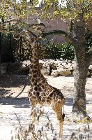Feeding giraffe
