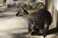 Cangaroo
