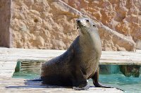 Seal Watcher