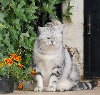 Монастырский котик