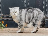 Монастырский котик