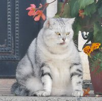 Монастырский котик