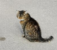 Котик