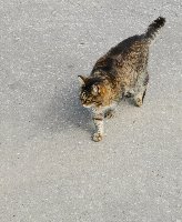 Котик