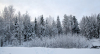 Замерзший лес