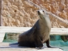 Seal Watcher